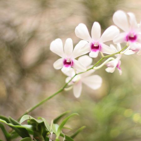 Pousada Manga Rosa Beira Mar Natal Ngoại thất bức ảnh